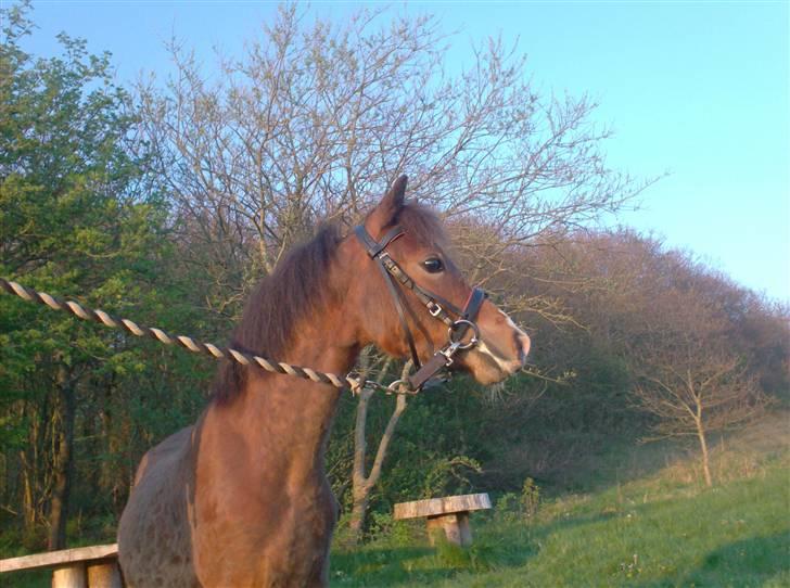Welsh Pony (sec B) Braveheart * Solgt* billede 12