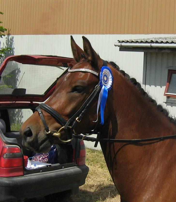 New Forest Ganymedes Dyrekjær - Ganymedes d. 7 juni 2008. rosenholm. 2 plads. 66 %  billede 20