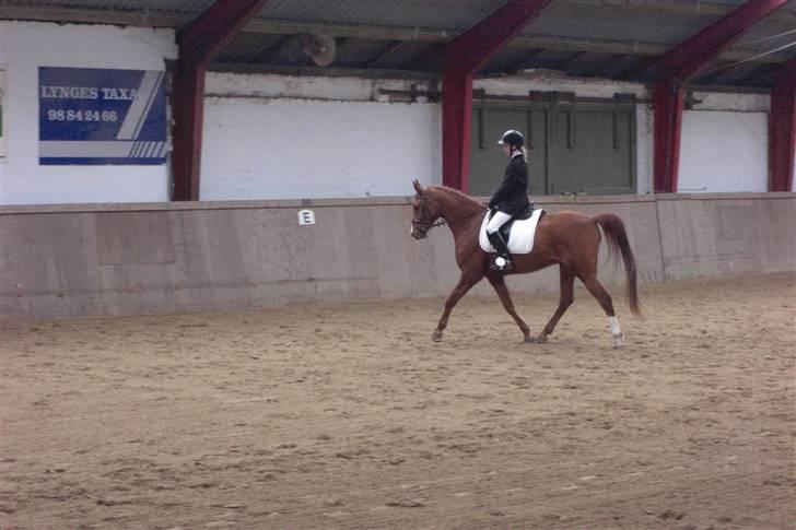 Arabisk fuldblod (OX) Kaison - Stævne, DRLR 14. marts 09        Foto: Cecilie billede 2