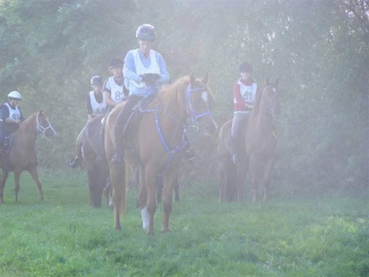 Arabisk fuldblod (OX) Kaison - Kaison i blåt til hans første pointgivende distanve i VROR- 45 km. :D foto er lånt af Sisse Elbo! billede 7