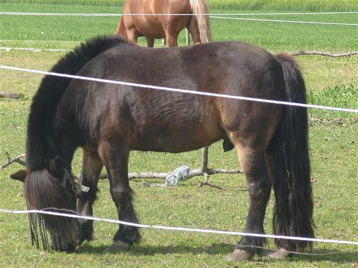 Shetlænder lasse R.I.P <3 billede 1