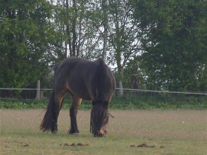 Shetlænder lasse R.I.P <3 billede 2