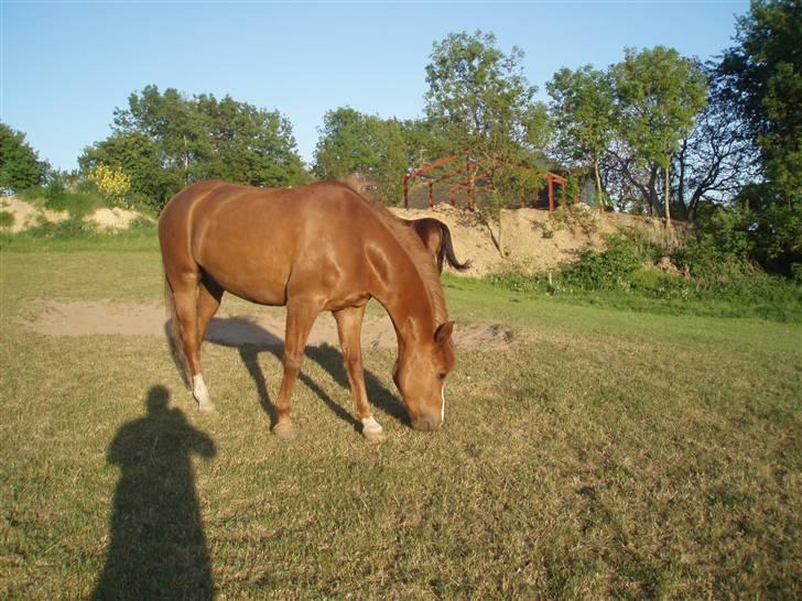 DSP Jet´aime<3 - På mark <33 billede 2