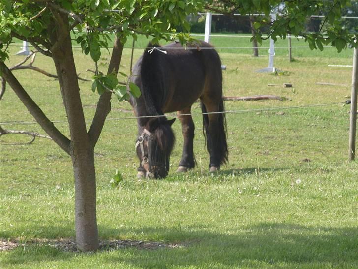 Shetlænder lasse R.I.P <3 billede 3