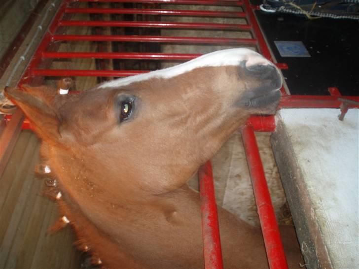 DSP Jet´aime<3 - her står han og kigger ud af sin boks. Efter en lang dag til stævne billede 4