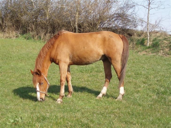 DSP Jet´aime<3 - min ponz hygger på folden med de andre  billede 6