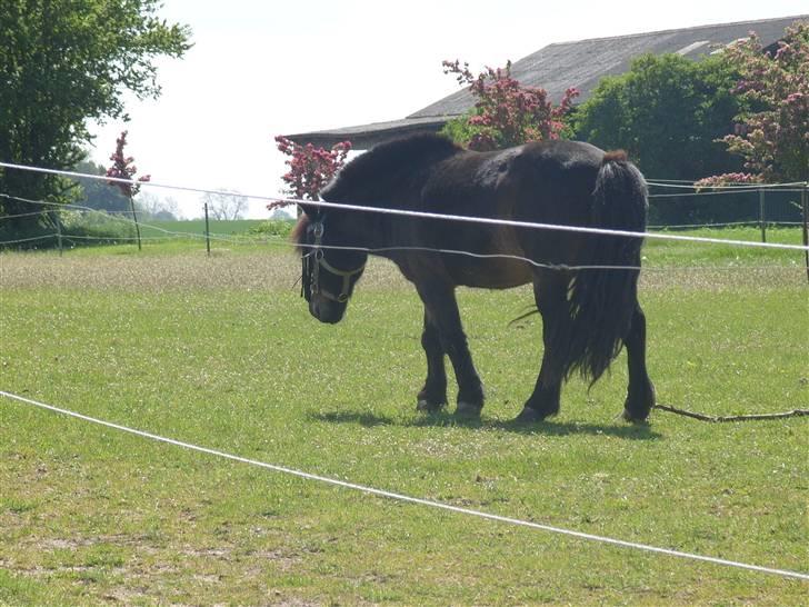 Shetlænder lasse R.I.P <3 billede 4