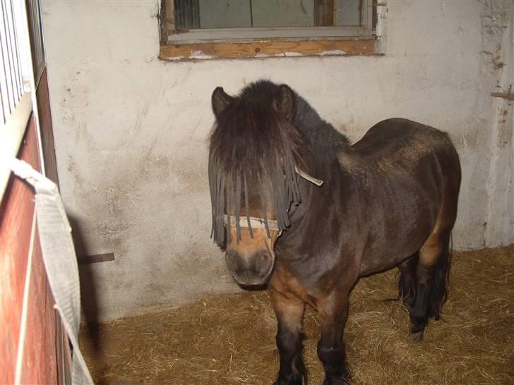 Shetlænder lasse R.I.P <3 billede 5