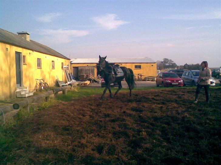 Traver Classic Lady R.I.P :-( - D 27.10.07 Lady bliver longeret billede 5