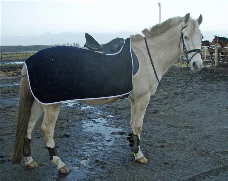 Anden særlig race Winner [Tidligere part] - 06.02.2008; Winner leger fotomodel inden vi skal ud og ride Foto: Katrine. billede 16