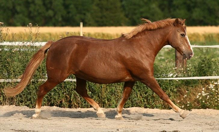 New Forest Folehaves Nathali * klubmester i spring 2013* - Smukke Nathali Løs den 31 Juli 2010 - Taget af: Camilla Rosenlund   billede 12