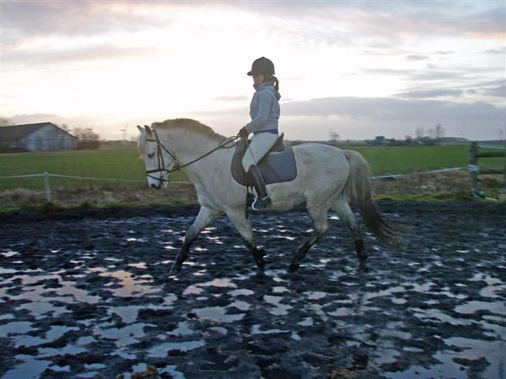 Anden særlig race Winner [Tidligere part] - 06.02.2008; Winner og jeg rider lidt dressur - Trav <3 Foto: Katrine billede 17