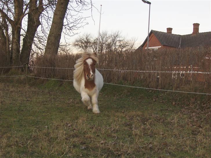 Shetlænder Bailey - #20 En glad velkomst. billede 20