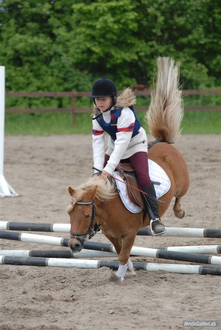 Shetlænder Basti (Gammel part) - Springstævne xD. Taget af: Jens H ,, Lånt af: Katrine H billede 12
