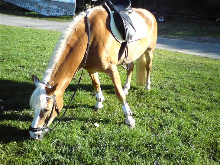 Tyroler Haflinger | Enggaardens Clarine  - græsning efter en ridetur (: billede 9