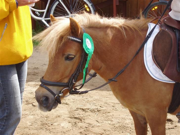 Shetlænder Basti (Gammel part) - Nuur <3. Søde Basti billede 13