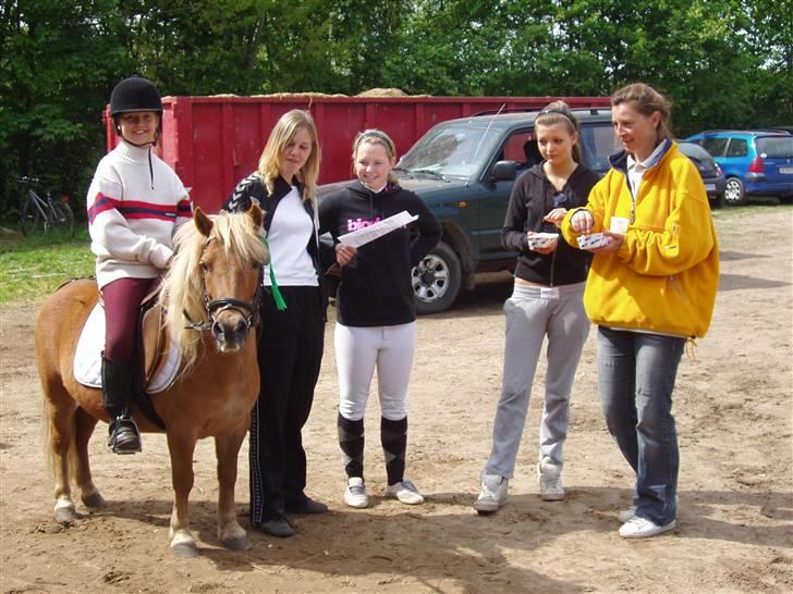 Shetlænder Basti (Gammel part) - Hele flokken samlet :P  - Stævne ;) billede 14