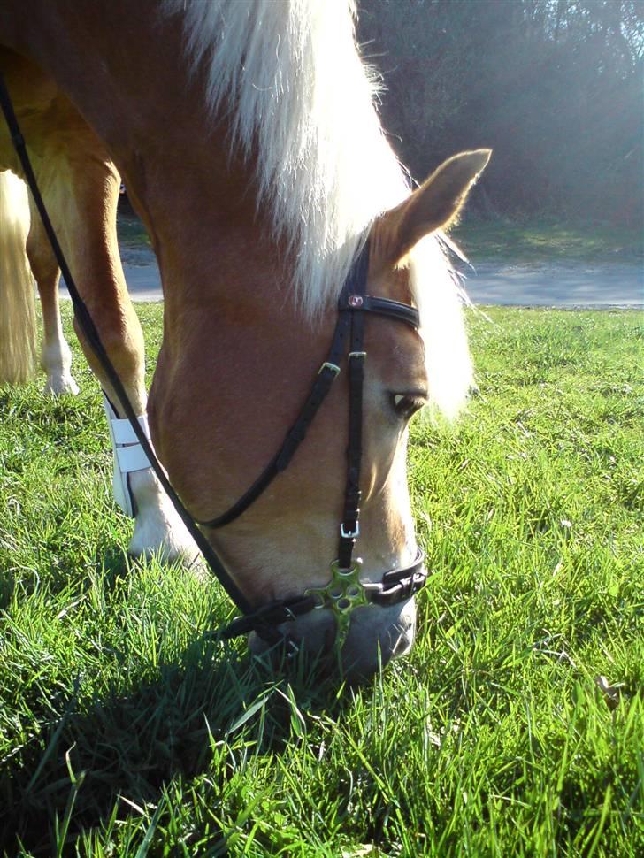 Tyroler Haflinger | Enggaardens Clarine  - smukt :´D billede 11