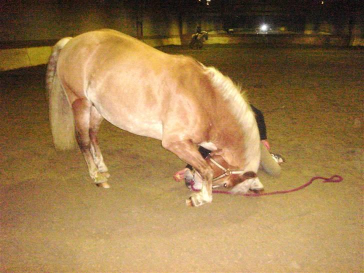 Tyroler Haflinger | Enggaardens Clarine  - hygge :)<3 billede 12