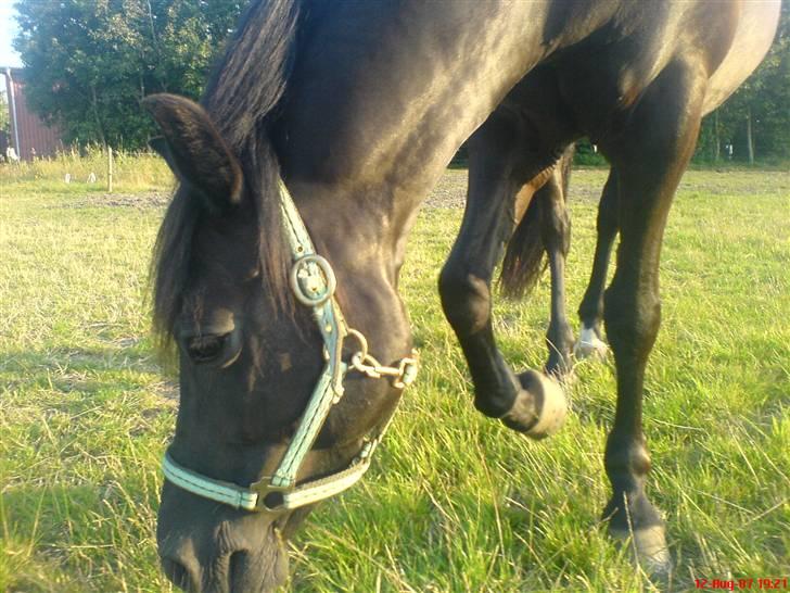 New Forest Lotte - verdens bedste hest <3 - er dig Lotte <3 billede 1