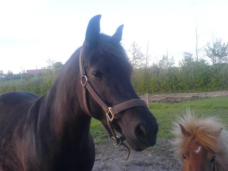 New Forest Lotte - du er så køn. billede 4