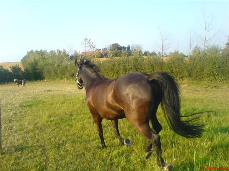 New Forest Lotte - i galop (: du er min <3 billede 5