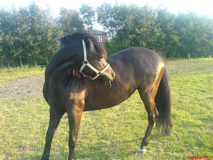 New Forest Lotte - mufle mufle (; billede 6