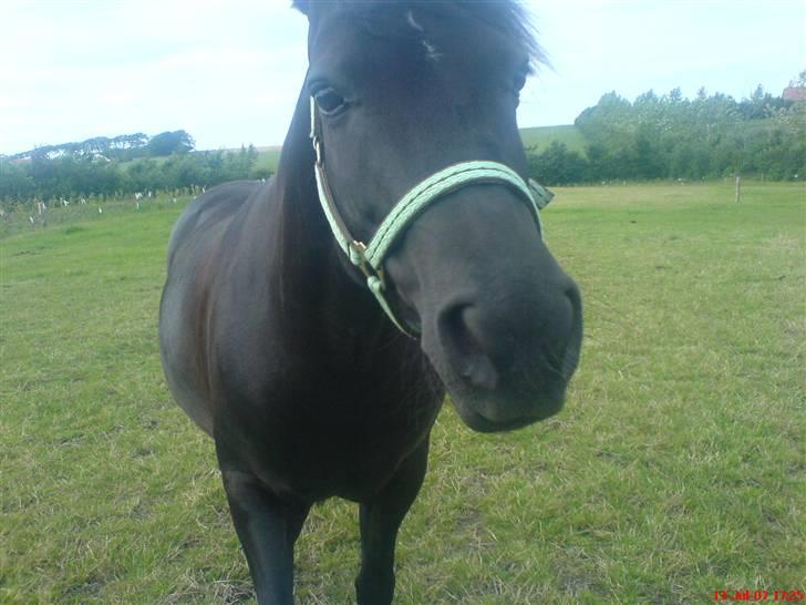 New Forest Lotte - har du noget til mig?? (-: billede 7