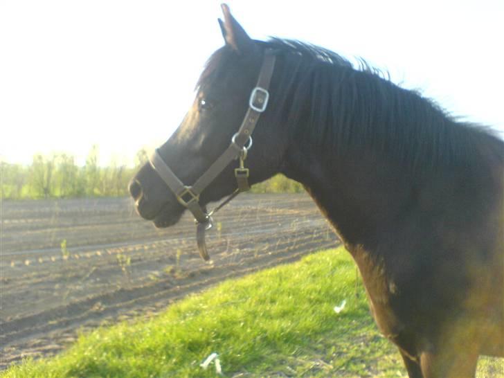 New Forest Lotte - Solen skinder himlen er blå vi står på engen vi er begge glade (: billede 8