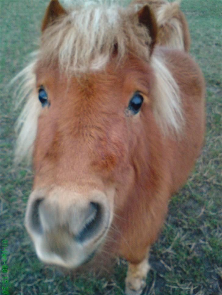 Shetlænder Stella - mit navn er Stella og jeg er 2 år (:  du er så kær stella, dit store nussehoved/madglade prinsesse (: altid på farten, hehe. Jeg elsker dig Stella (: billede 1