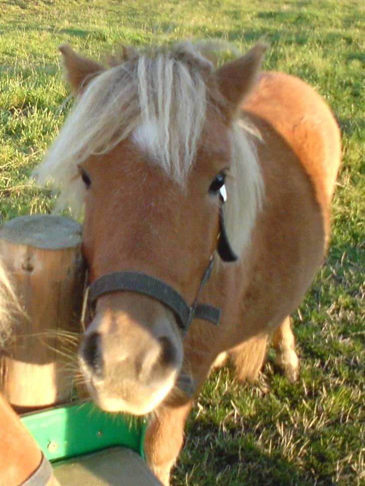 Shetlænder Sofie - Jeg hedder Sofie og jeg er 1 år (: <3 _ jeg elsker dig sofie, og din smukke lyse man (: du er så sød,kærlig og stille <3 billede 1