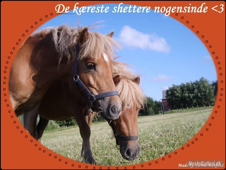 Shetlænder Sofie billede 2