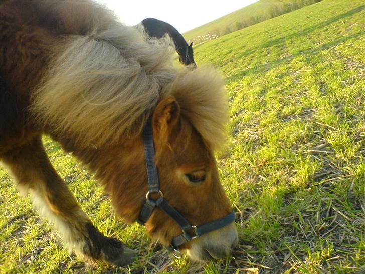 Shetlænder Sofie billede 3