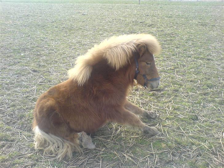 Shetlænder Sofie - dejlig med et hvil (: billede 4
