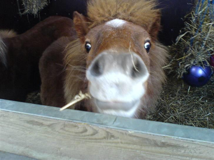 Shetlænder Sofie - Hey hva´ så? (-; billede 5