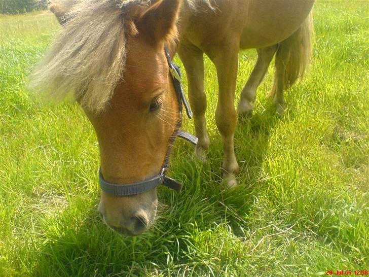 Shetlænder Sofie - har ikke tid lige nu, spiser? (; billede 6