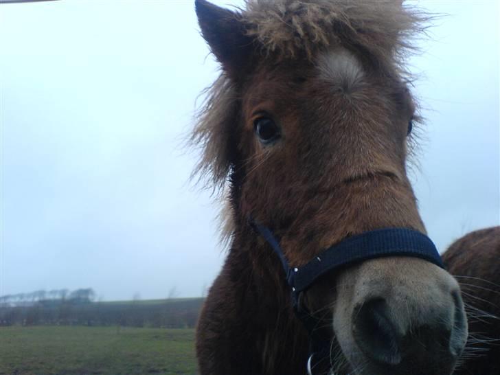 Shetlænder Sofie billede 7