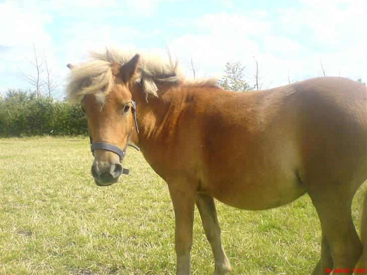 Shetlænder Sofie billede 8