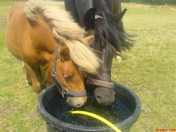 Shetlænder Sofie - Sofie og Lotte, godt med noget koldt vand på en VARM sommerdag! ik Lotte? billede 9