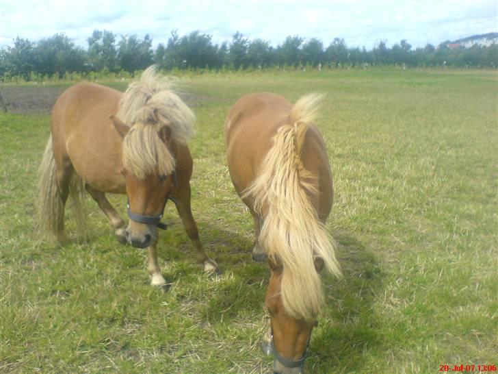 Shetlænder Sofie - Sofie til venstre og Stella til højre! elsker jer (: billede 10