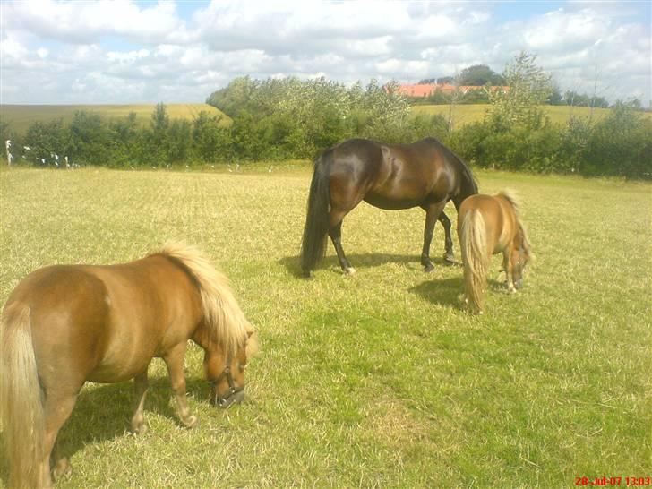 Shetlænder Sofie - Lotte og Sofie forest Stella bagerst (: billede 11