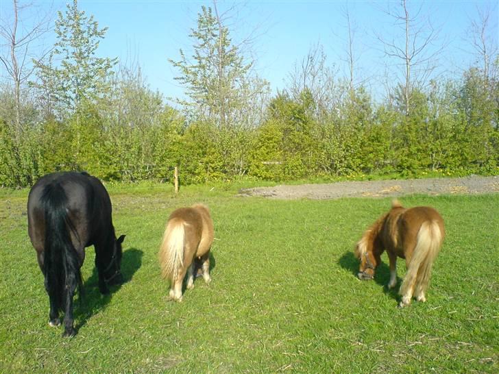 Shetlænder Sofie billede 13