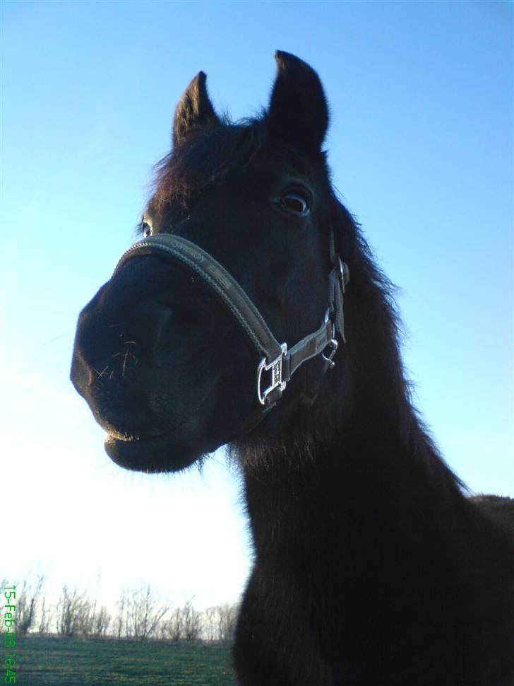 New Forest Lotte billede 9