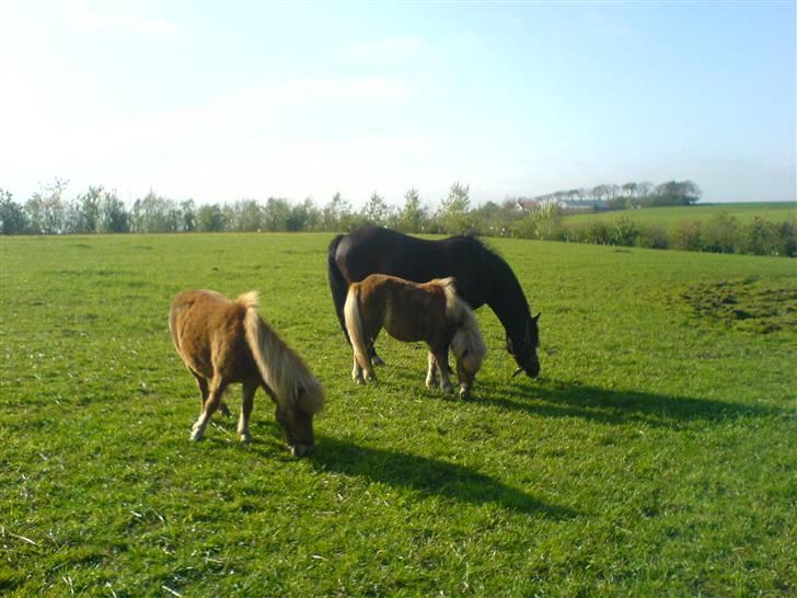 New Forest Lotte - her vi alle. <3 billede 10