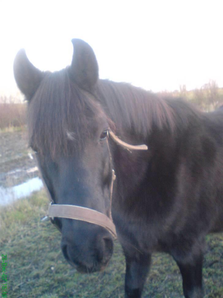 New Forest Lotte billede 11