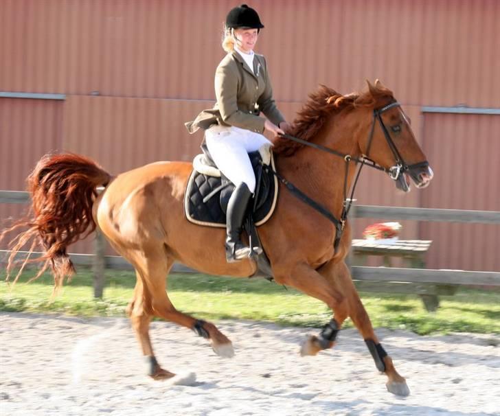 Holstener Allerbester 0004 - Æresrunde, Bedse er vild. Foto: Kim Bahnsen billede 1
