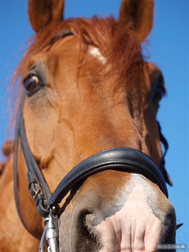 Holstener Allerbester 0004 - Se hvor sød jeg er:p Foto: Mathilde Hansen billede 6