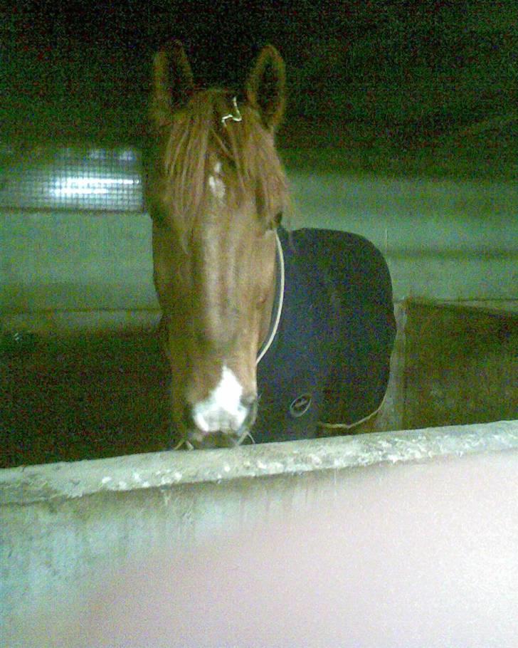 Holstener Allerbester 0004 - Hej Bedsefar. Foto: Mig billede 7