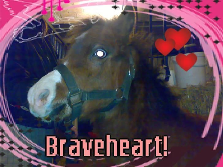 Welsh Pony (sec B) Braveheart * Solgt* - Lidt sjov med mobilos ;) billede 14