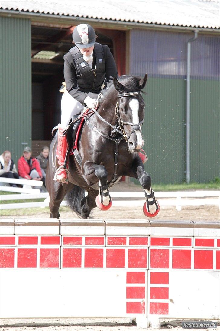 Holstener Prior's Maluta *SOULMATE* R.I.P 15/09/2011 - Fordi du kan <3 billede 5